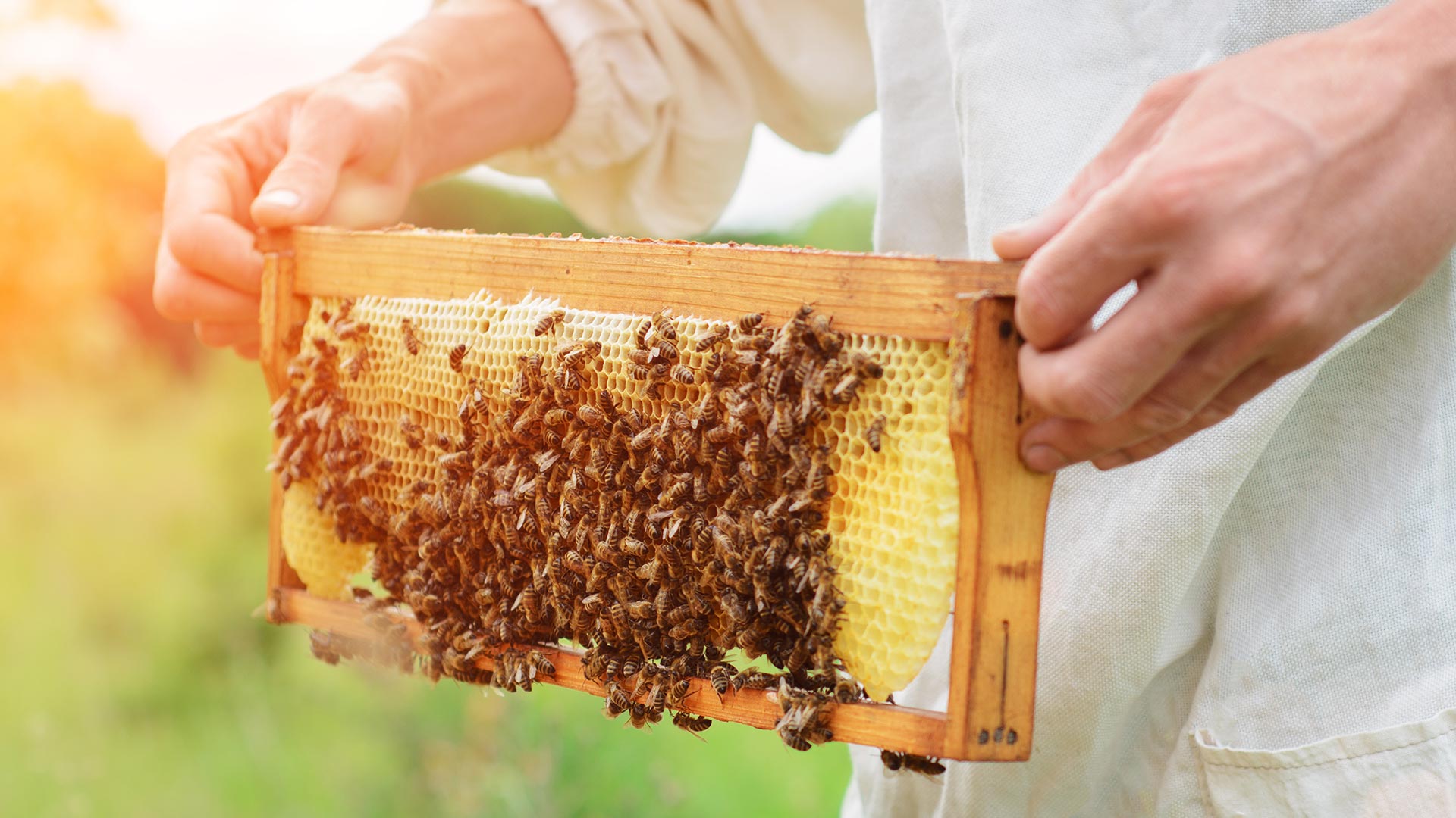 Beutenwelt - Bienenbeuten als Bausatz